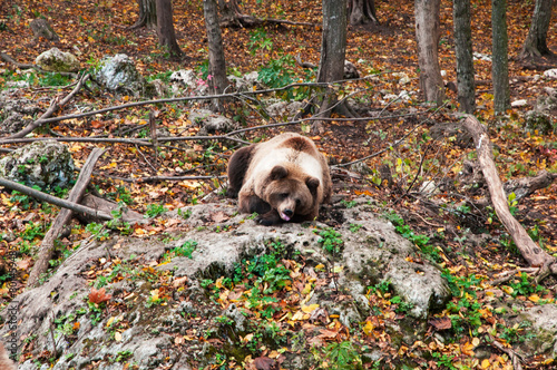 brown adult bears in the autumn forest. predatory hungry bears	