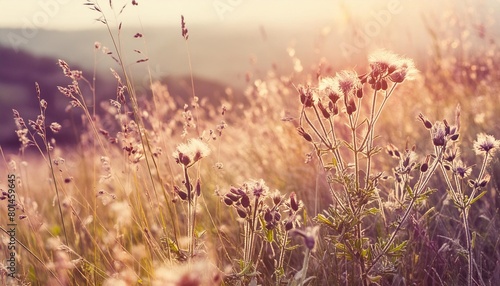 beautiful soft background with wild flowers