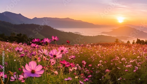 a cosmos flower face to sunrise in field