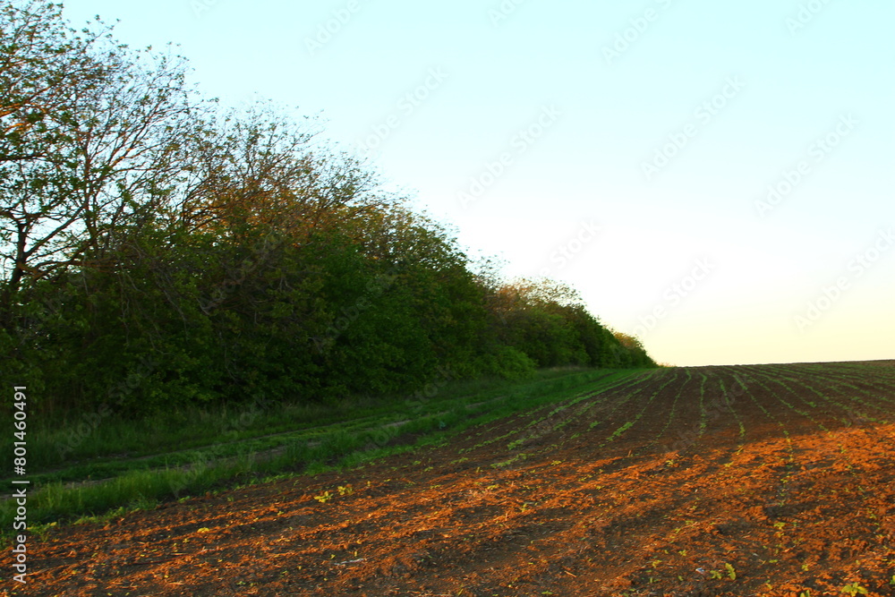 A dirt road with trees on either side