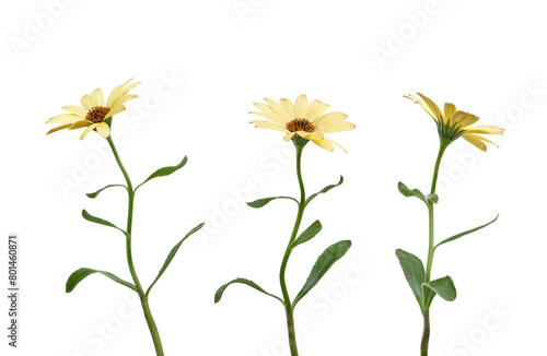 Spring yellow flowers on a white isolated background