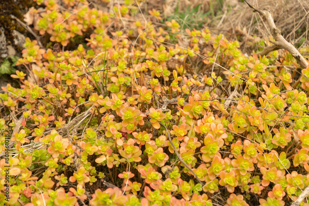 Sedum Kimnachii plant in Zurich in Switzerland Sedum Kimnachii plant in Zurich in Switzerland