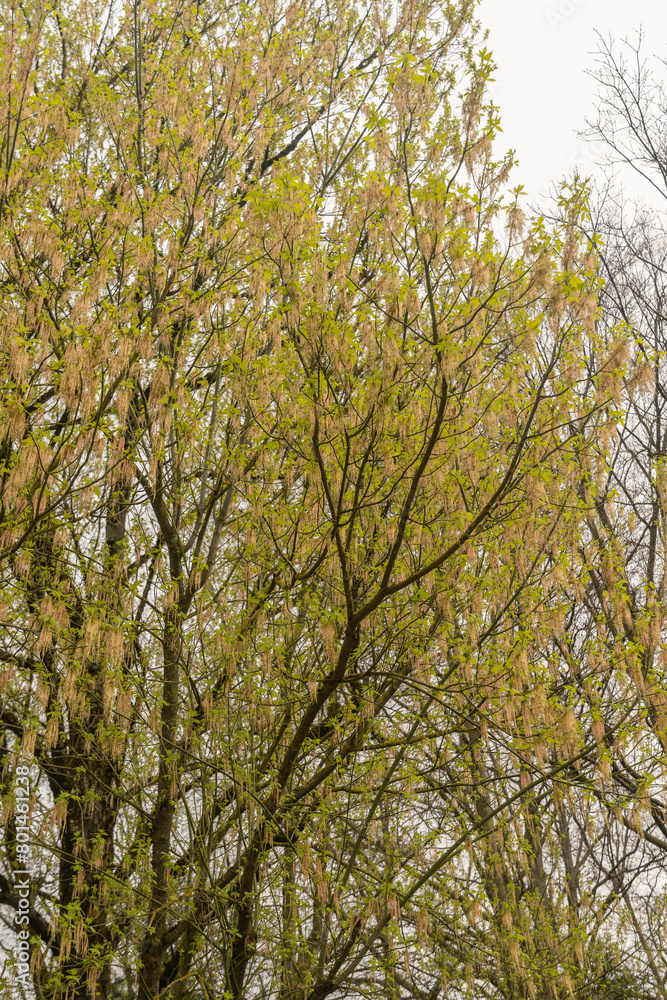 Box elder or Acer Negundo tree in Zurich in Switzerland Box elder or Acer Negundo tree in Zurich in Switzerland