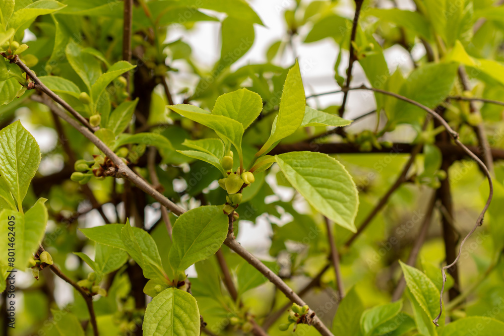 Magnolia berry or Schisandra Chinensis plant in Zurich in Switzerland