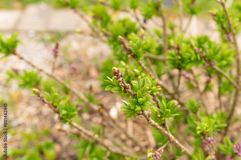 Daphne Mezereum plant in Zurich in Switzerland Daphne Mezereum plant in Zurich in Switzerland