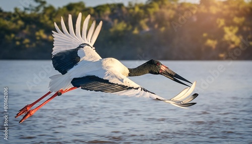 jabiru stork or tuiuiu fly over water photo