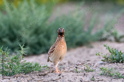 wild Common quail (Coturnix Coturnix)  