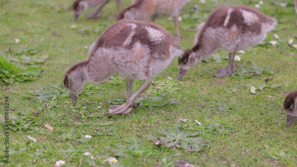 Egyptian goose babies eating on grass. River Thames England, spring time Egyptian goose babies eating on grass. River Thames England, spring time