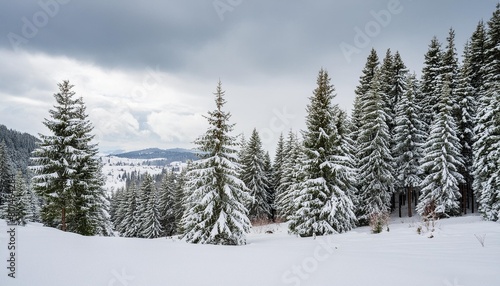 winter snowland with pine trees cloudy sky