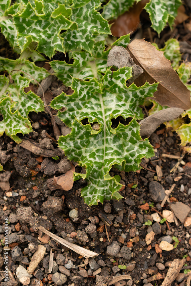 Fototapeta premium Mary thistle or Silybum Marianum plant in Zurich in Switzerland