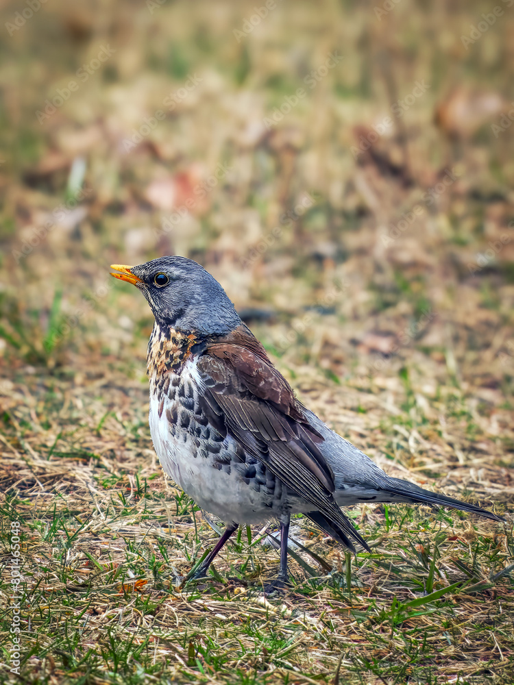 Fieldfare also known as snowbird on a grass field. Close-up Fieldfare also known as snowbird on a grass field. Close-up