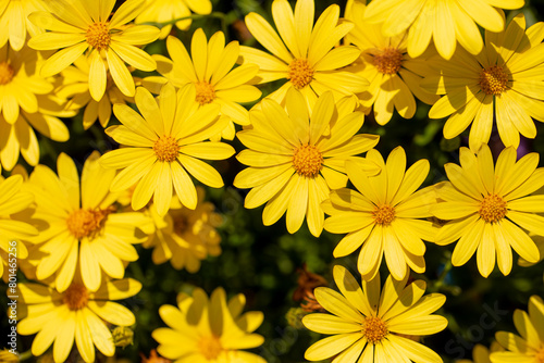 Macro Close-Up Photo for Group of Yellow Daisy, Sunshine Euryops, Osteospermum, Chrysanthemum Indicu, Voltage Yellow Osteospermum hybrid, African Daisy
 photo