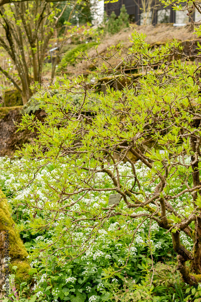 Common pearlbush or Exochorda Korolkowii plant in Zurich in Switzerland Common pearlbush or Exochorda Korolkowii plant in Zurich in Switzerland