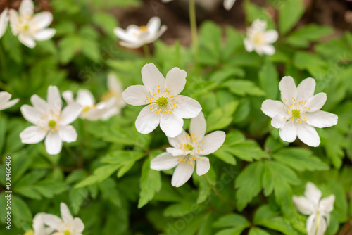 False anemone or Anemonopsis Macrophylla flowers in Zurich in Switzerland