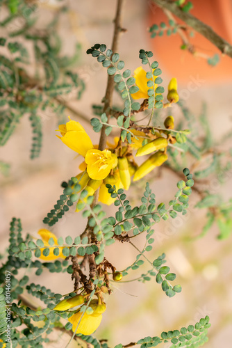 Large leaved kowhai or Sophora Tetraptera plant in Zurich in Switzerland photo