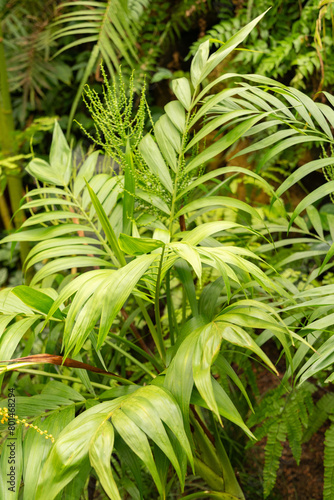 Neanthe bella palm or Chamaedorea Elegans plant in Zurich in Switzerland