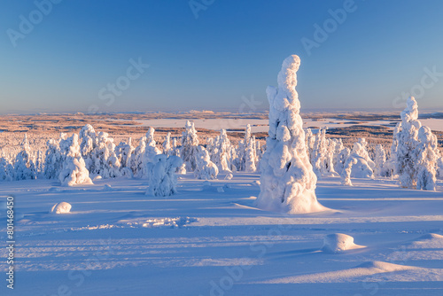 winter landscape  photo
