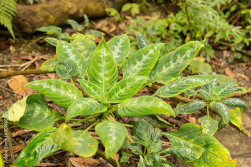 Wallpaper Mural Impatiens Mackeyana plant in Zurich in Switzerland Torontodigital.ca