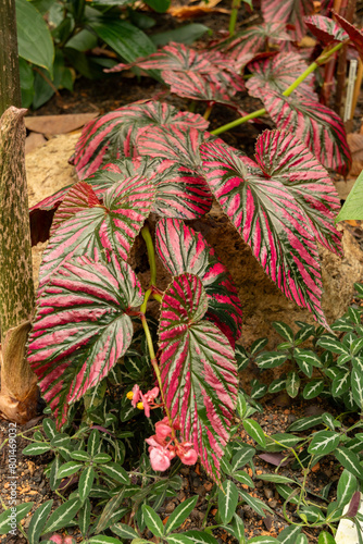 Begonia Brevirimosa plant in Zurich in Switzerland photo