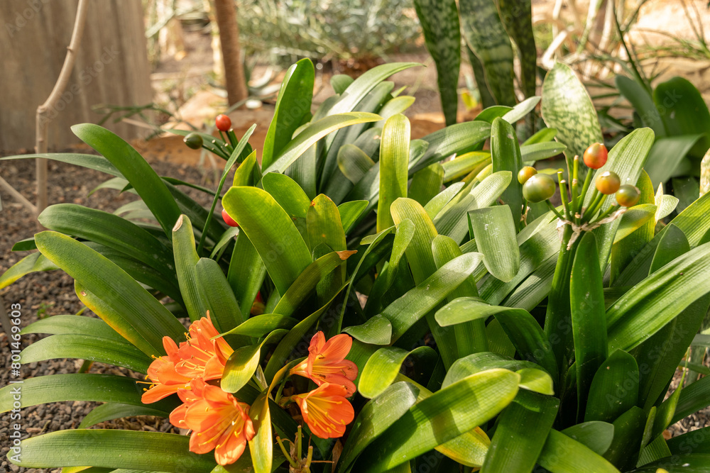 Obraz premium Natal lily or Clivia Miniata plant in Zurich in Switzerland