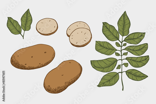 Potatoes vintage graphic hand drawn set with vegetable plant. Vector illustration with potato heap, sliced pieces, leaf, chips. Farm market product, vegetarian food sketch. For label, card, menu