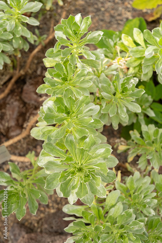 Wallpaper Mural Asteriscus Intermedius plant in Zurich in Switzerland Torontodigital.ca