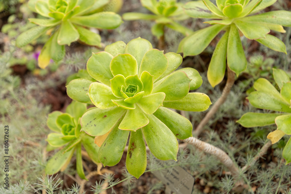 Aeonium X Praegeri plant in Zurich in Switzerland Aeonium X Praegeri plant in Zurich in Switzerland