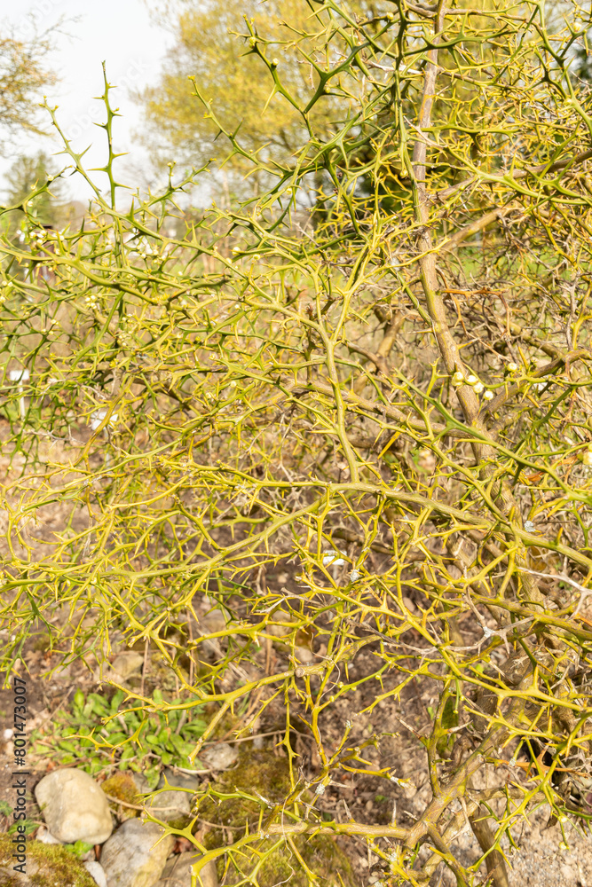 Trifoliate orange or Citrus Trifoliata plant in Zurich in Switzerland Trifoliate orange or Citrus Trifoliata plant in Zurich in Switzerland
