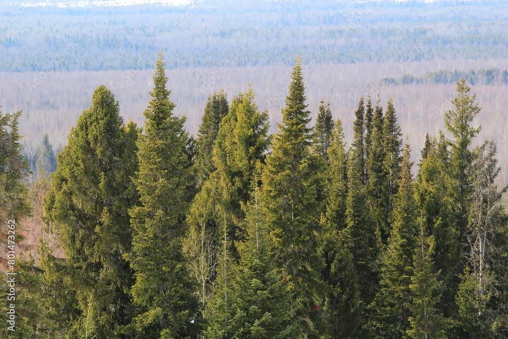 pine forest in autumn