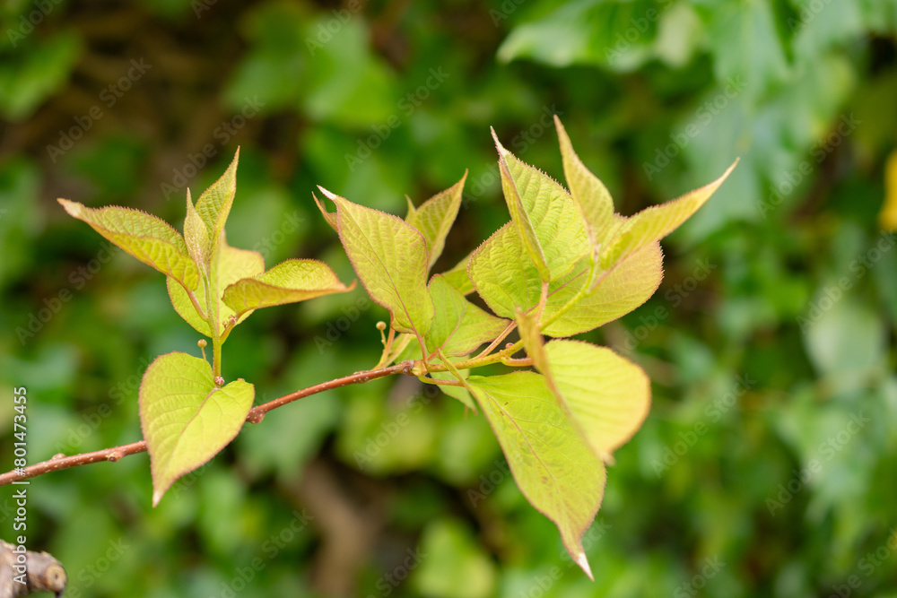 Super hardy kiwi or Actinidia Kolomikta plant in Zurich in Switzerland Super hardy kiwi or Actinidia Kolomikta plant in Zurich in Switzerland