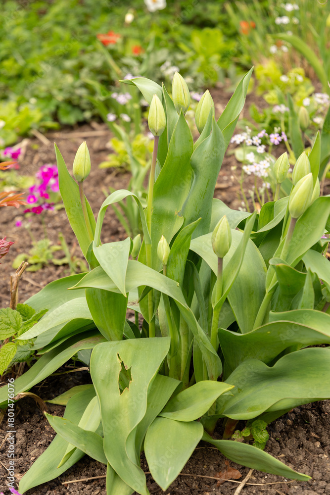 Obraz premium Tulip flowers in Zurich in Switzerland