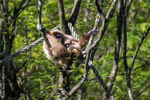 WHITE-HANDED GIBBON with offspring in the trees photo