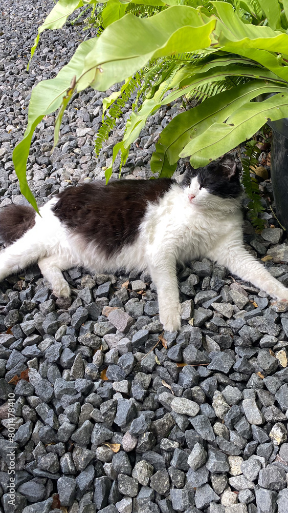 Fototapeta premium a black and white cat is laying on the ground next to a potted plant, and stone cobbles