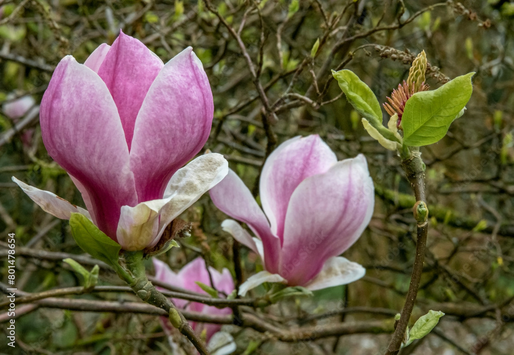Beautiful magnolia flowers in the spring sunshine Beautiful magnolia flowers in the spring sunshine
