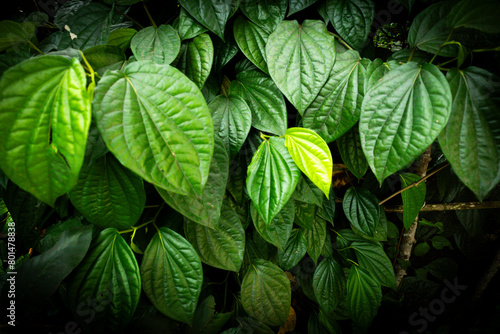 green leaves on black background