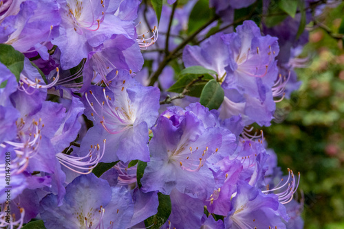 Rhododendron augustinii in full bloom as the spring progresses