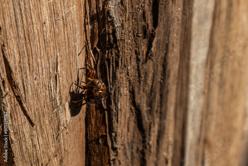 close up of a bug in the wood wall