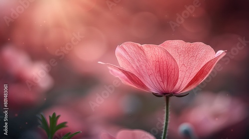  a single pink flower, sharply focused against a solid-colored background