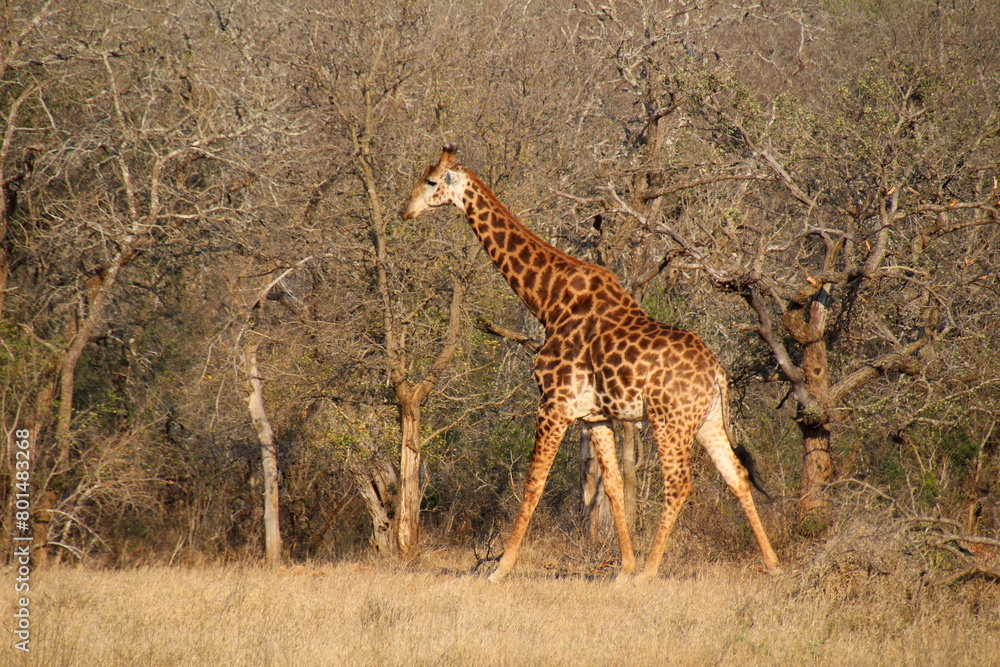 Obraz premium An African safari: Watching the majestic herds of giraffes in the savannah. A majestic picture of the herds of giraffes in the African savannah. Pictures of wild life