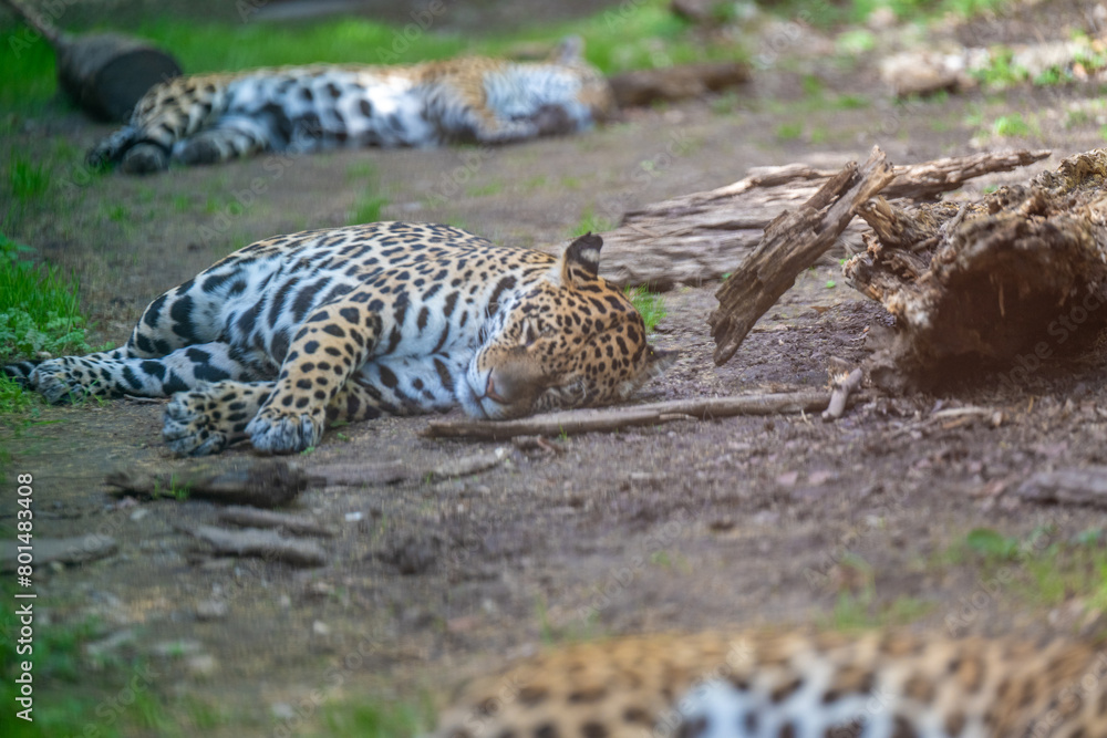 Naklejka premium JAGUAR PANTHERA ONCA