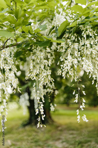 Beautiful white flowers with green leaves close-up. The American yellowwood tree is blooming in the park. Spring background. Summer landscape with trees and green meadow. Cladrastis kentuckea. Fabacea photo