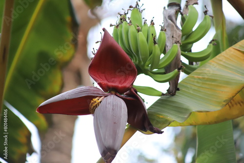 Banana flower. Musa acuminata is a species of banana native to Southern Asia. banana blossom color violet. A bunch of organic fresh green bananas growing on the tree with flower close up shot. 4K. photo
