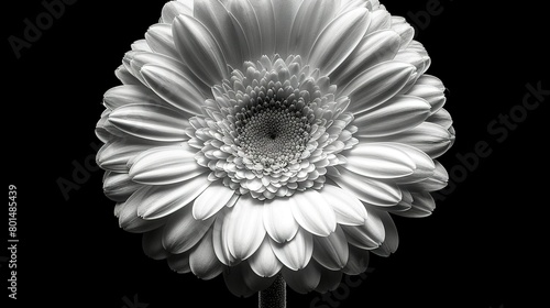  A monochrome image of a massive white blossom with a central floret at its core