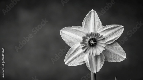  A monochrome image of a solitary daffodil amidst a sea of black and white