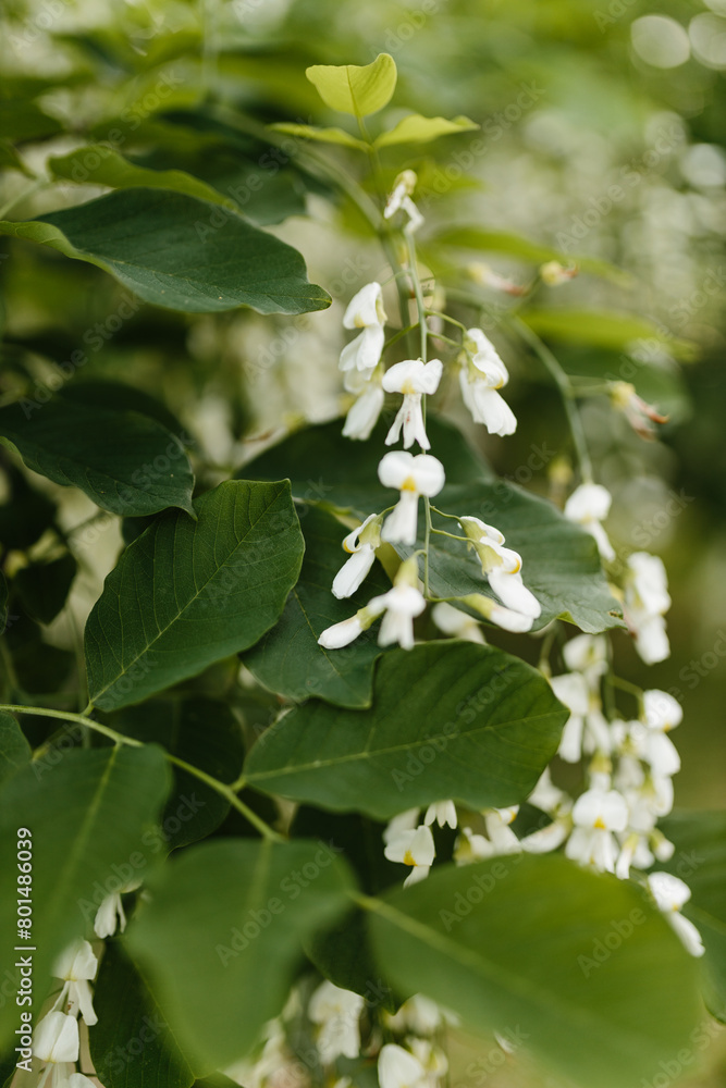 Beautiful white flowers with green leaves close-up. The American yellowwood tree is blooming in the park. Spring background. Summer landscape with trees and green meadow. Cladrastis kentuckea. Fabacea Beautiful white flowers with green leaves close-up. The American yellowwood tree is blooming in the park. Spring background. Summer landscape with trees and green meadow. Cladrastis kentuckea. Fabacea