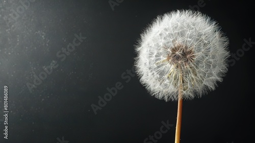   Close-up of a dandelion on black background with water droplet