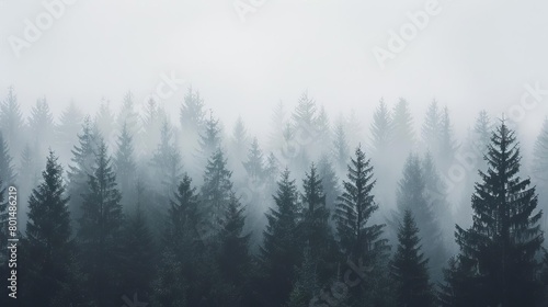 misty dark forest silhouette against foggy white sky atmospheric landscape photo