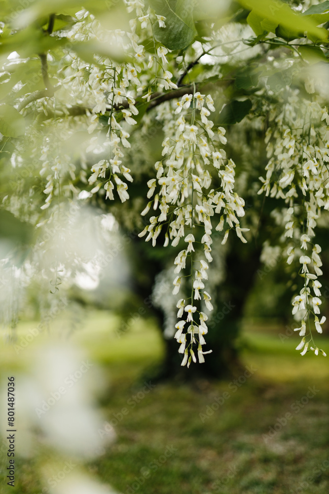 Beautiful white flowers with green leaves close-up. The American yellowwood tree is blooming in the park. Spring background. Summer landscape with trees and green meadow. Cladrastis kentuckea. Fabacea Beautiful white flowers with green leaves close-up. The American yellowwood tree is blooming in the park. Spring background. Summer landscape with trees and green meadow. Cladrastis kentuckea. Fabacea