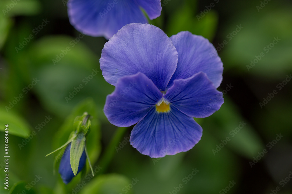 Adorable blooming pansies in summer garden on natural background Adorable blooming pansies in summer garden on natural background