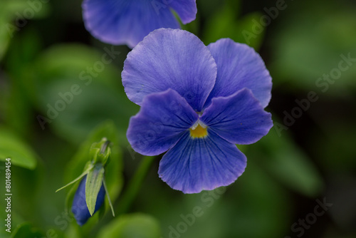 Adorable blooming pansies in summer garden on natural background